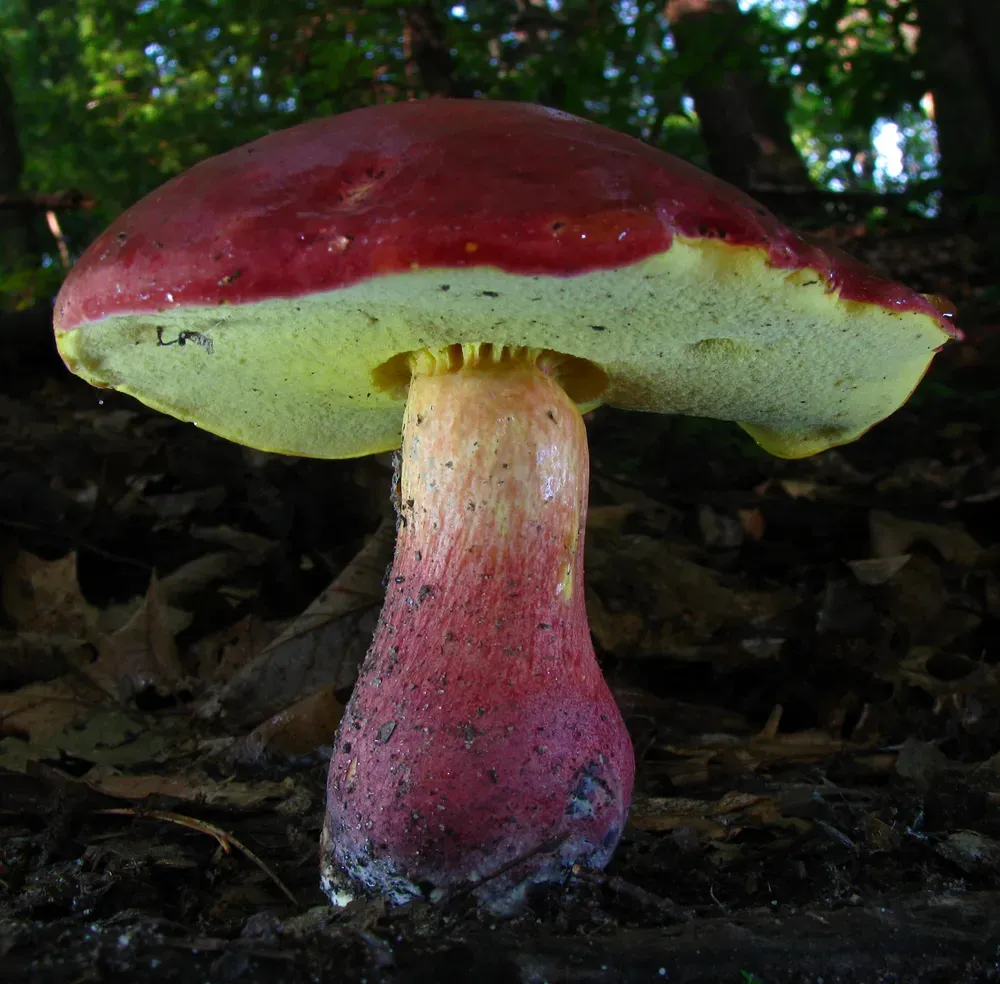 Боровик двоколірний (Baorangia bicolor)