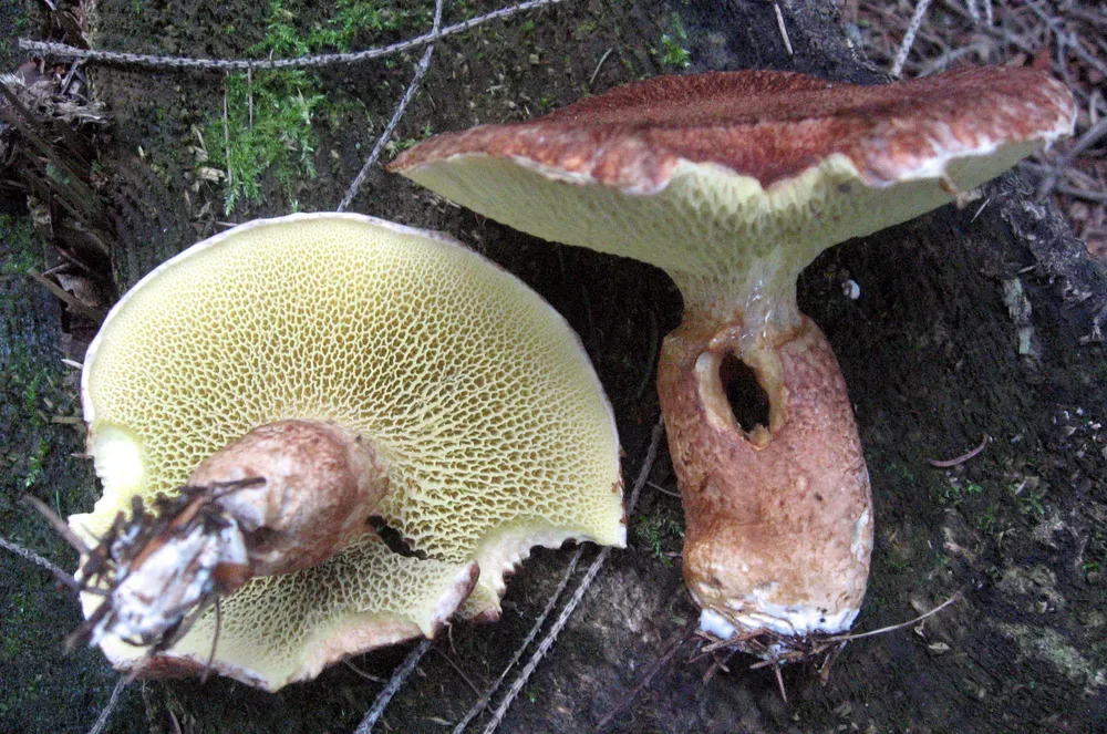 Маслюк порожнистоногий (Suillus cavipes)