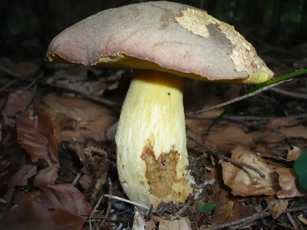 Боровик Фехтнера (Boletus fechtneri)