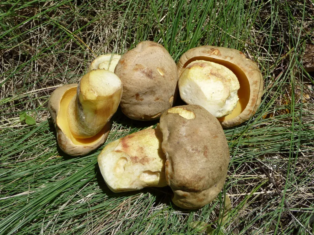 Боровик жовтий (Hemileccinum impolitum)