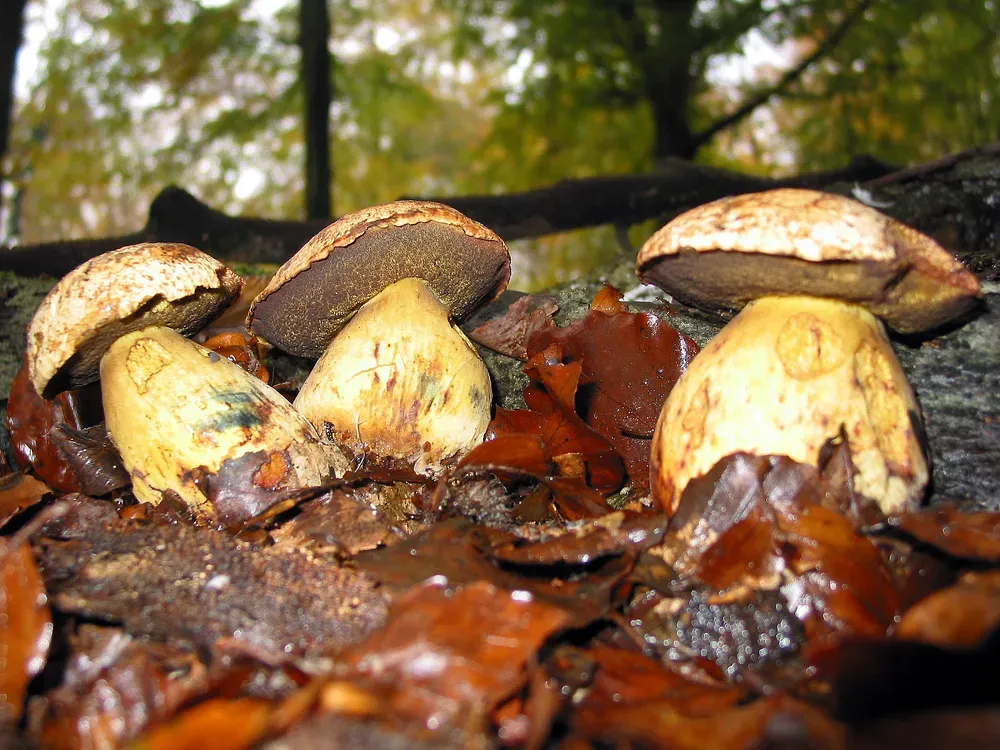 Боровик жовтий (Neoboletus junquilleus)