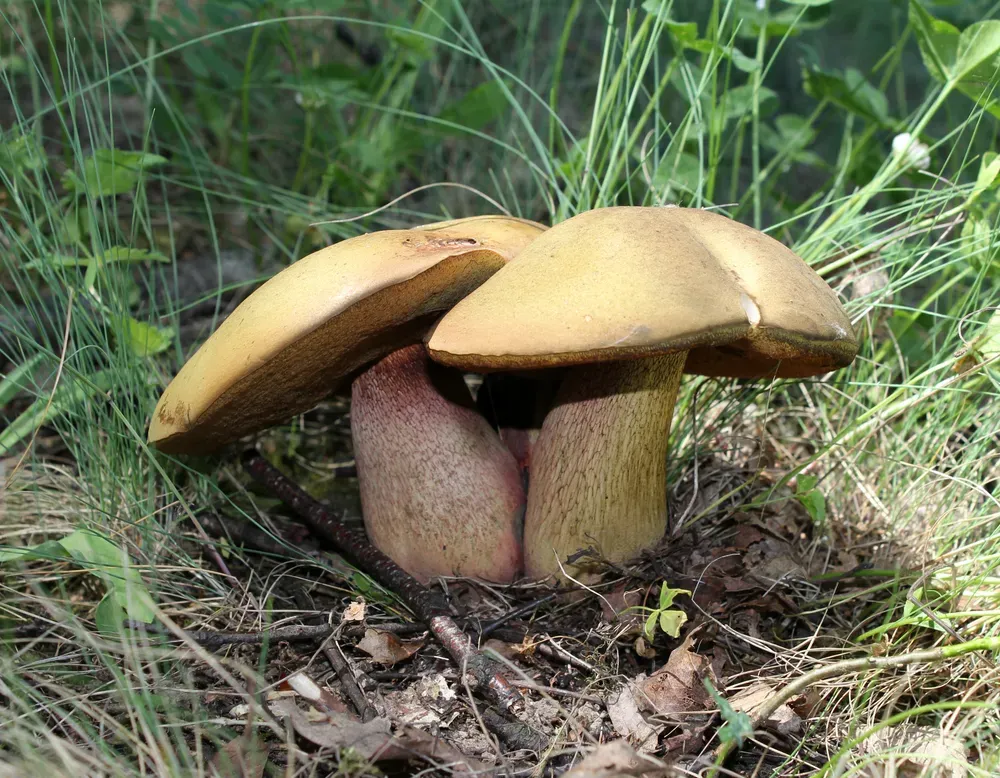 Дубовик звичайний (Suillellus luridus)