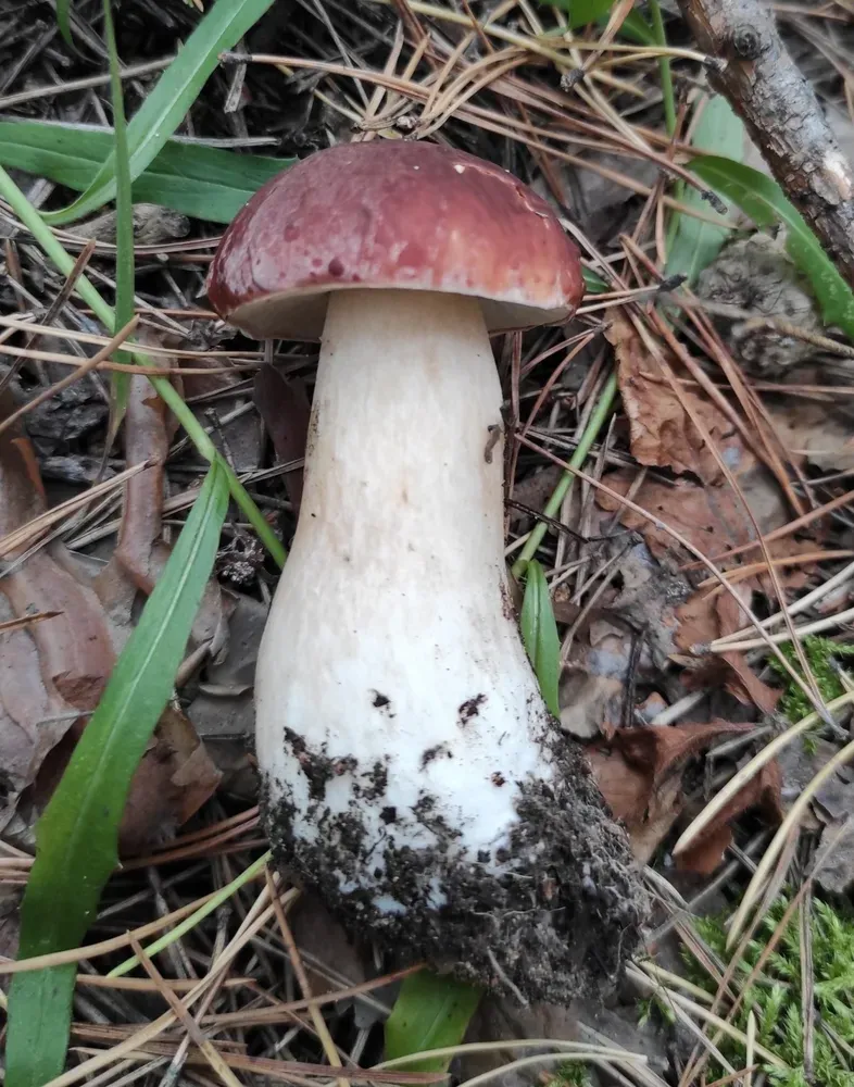 Білий гриб сосновий (Boletus pinophilus)