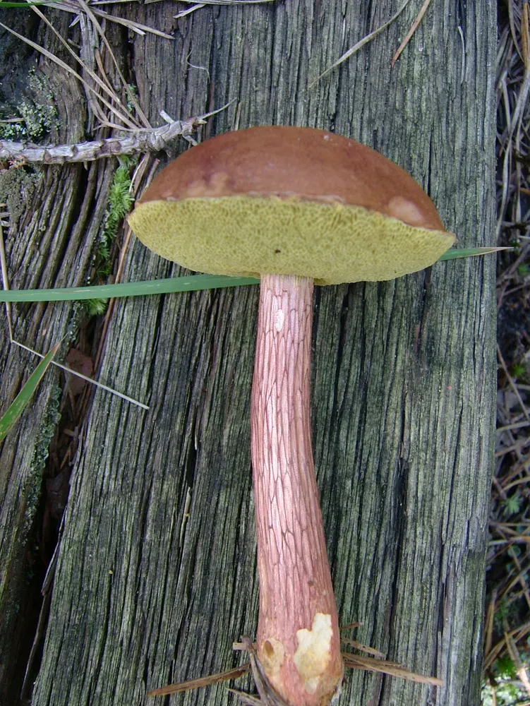 Боровик золотистий (Aureoboletus projectellus)