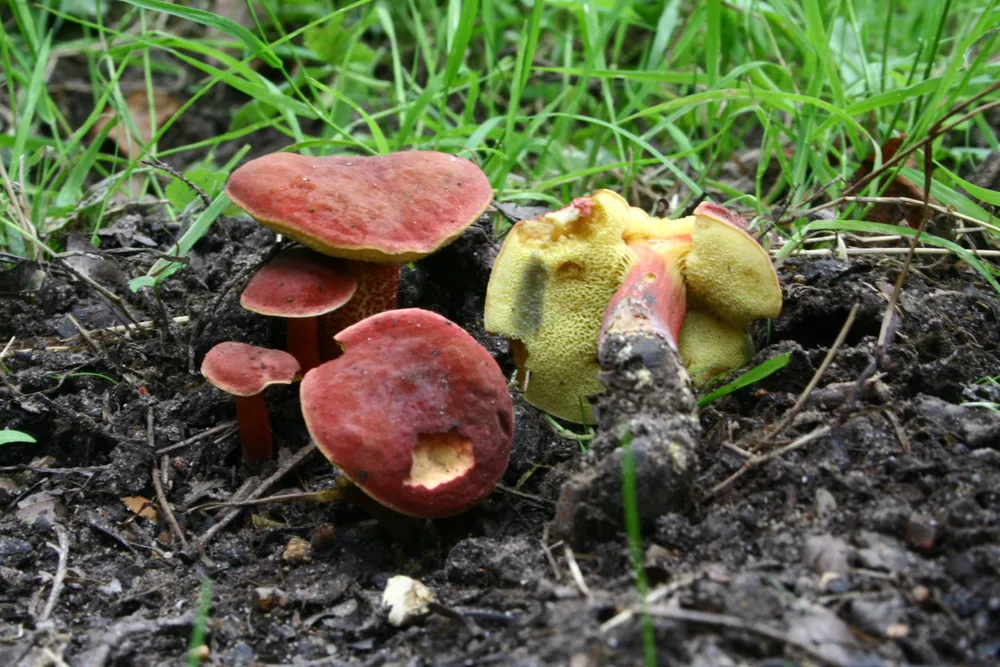 Моховик різнобарвний (Boletus rubellus)