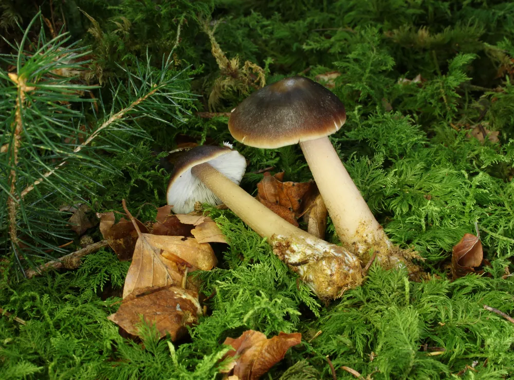 Родоколібія масляна (Rhodocollybia butyracea)