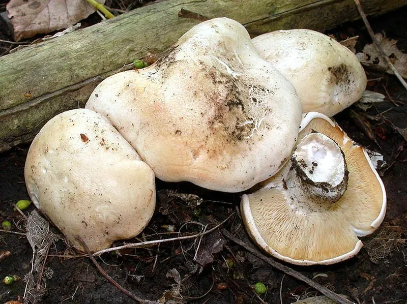 Рядовка травнева (Calocybe gambosa)