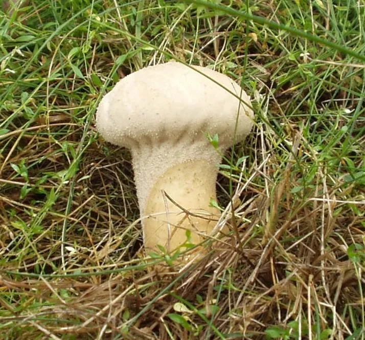 Головач довгастий (Calvatia excipuliformis)