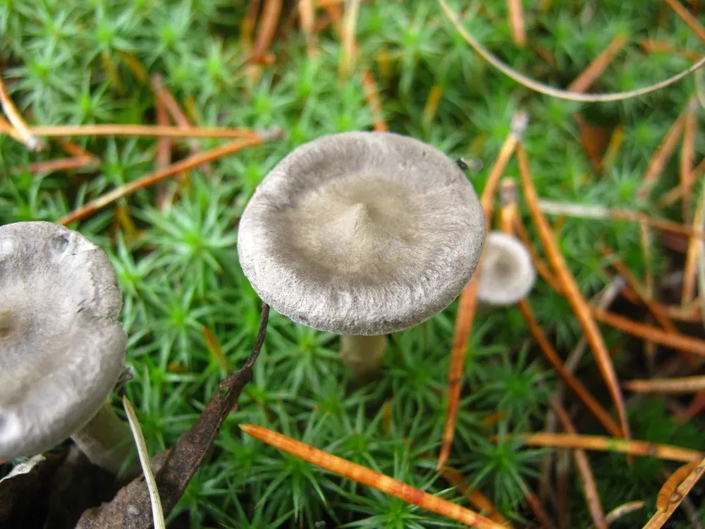 Лисичка горбата (Cantharellula umbonata)
