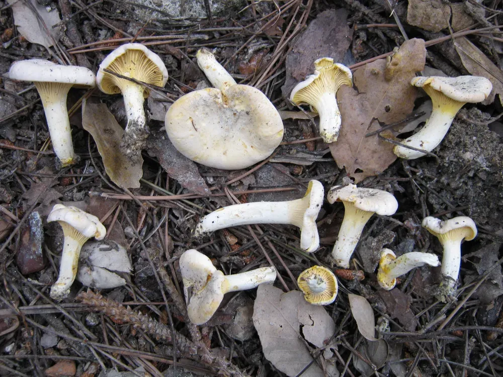 Лисичка бліда (Cantharellus pallens)