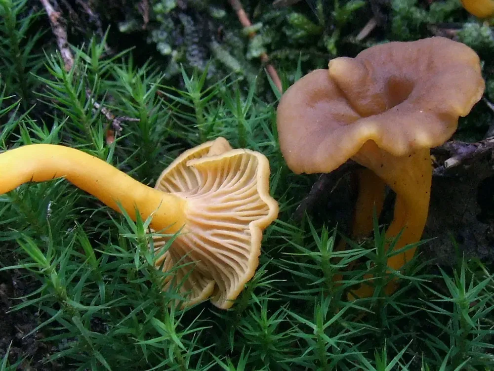 Лійочник трубковидний (Craterellus tubaeformis)