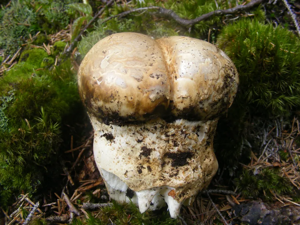 Катателазма царська (Catathelasma imperiale)
