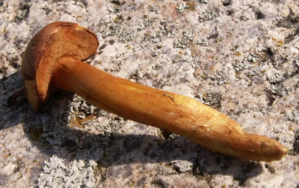 Перцевий гриб (Chalciporus piperatus)