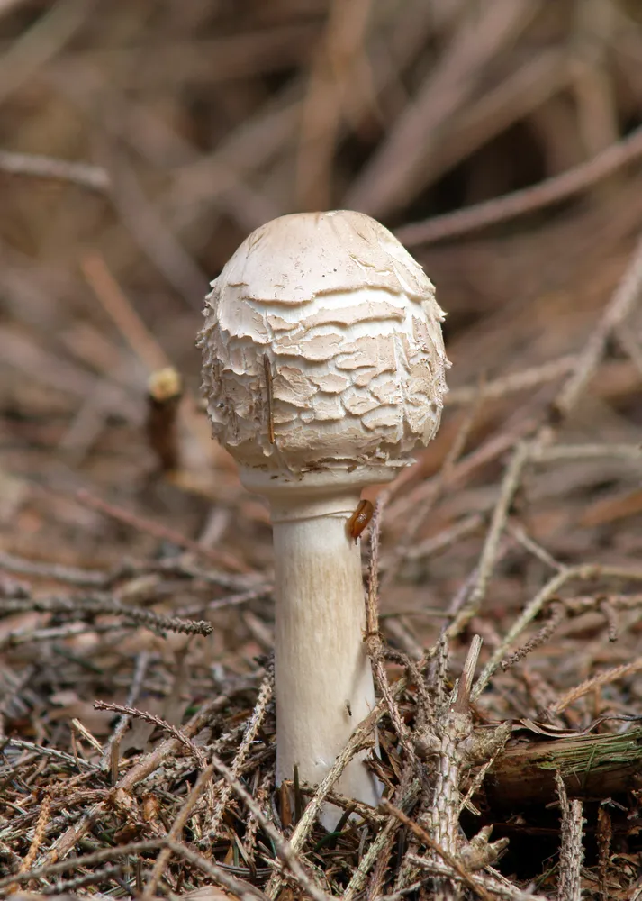 Гриб-зонтик червоніючий (Chlorophyllum rhacodes)