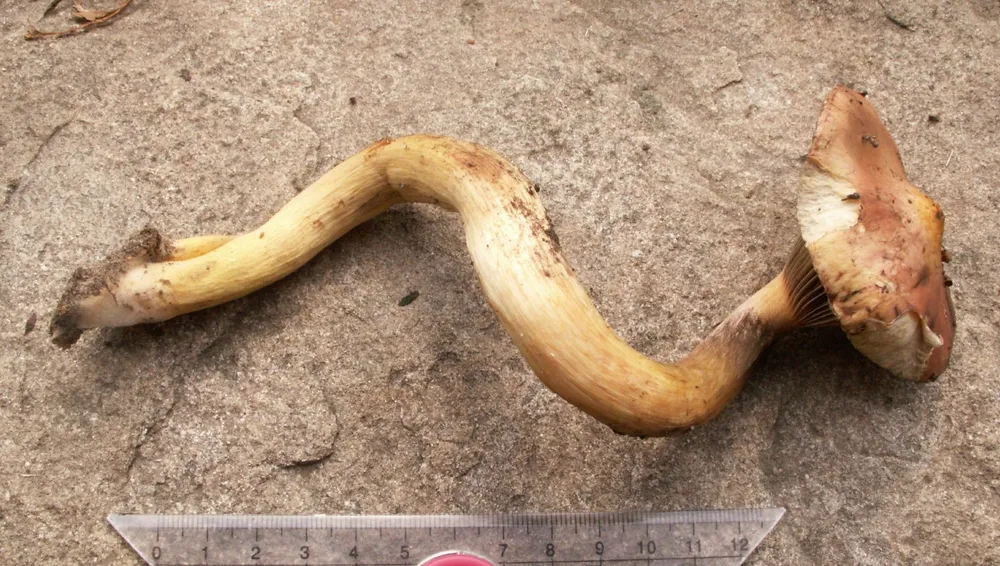 Мокруха пурпурова (Chroogomphus rutilus)