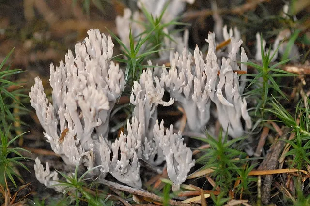 Рамарія фінська (Ramaria fennica)
