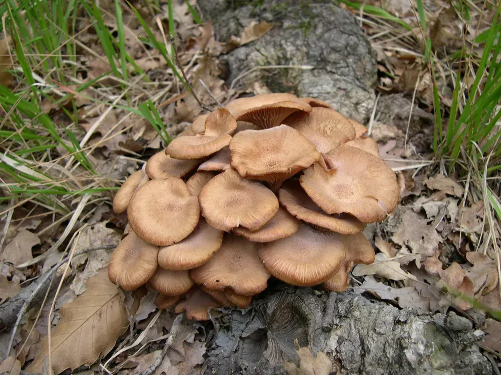 Опеньок зсихаючий (Desarmillaria tabescens)