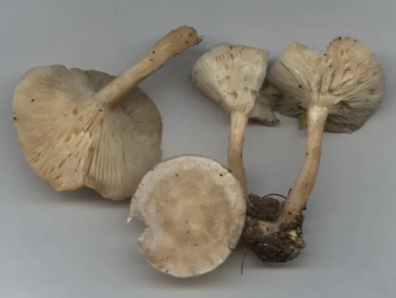 Клітоцибе знебарвлений (Clitocybe dealbata)