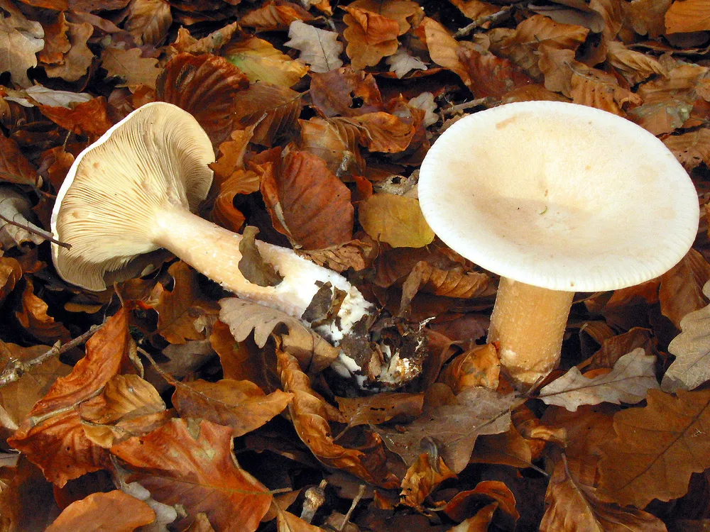 Клітоцибе рудий (Clitocybe geotropa)