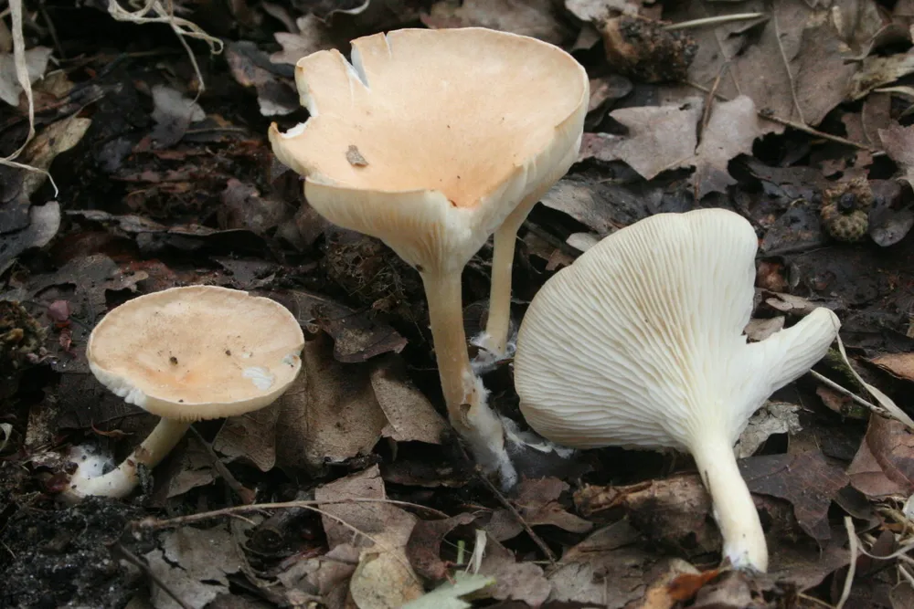 Клітоцибе їстівний (Clitocybe gibba)
