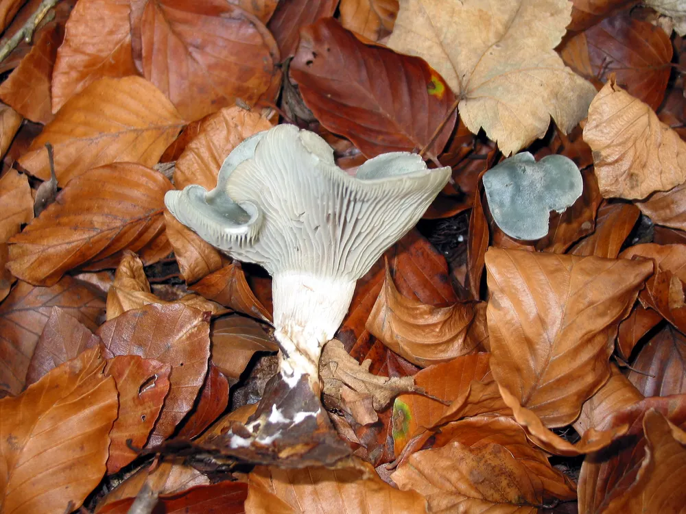 Клітоцибе анісовий (Clitocybe odora)