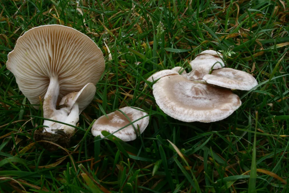 Клітоцибе червонуватий отруйний (Clitocybe rivulosa)