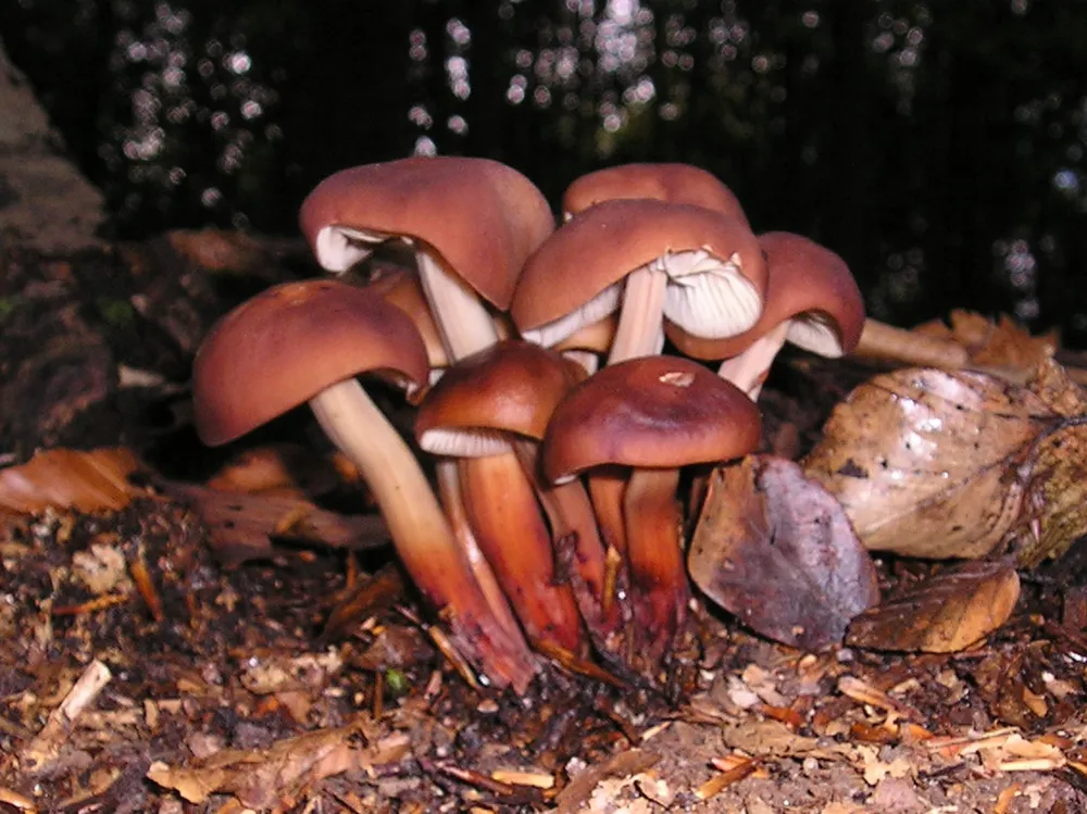 Гімнопус веретеноногий (Gymnopus fusipes)
