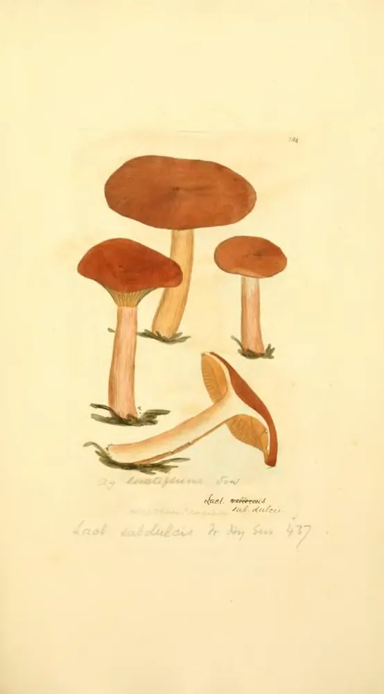 Хрящ-молочник червоно-коричневий (Lactifluus volemus)