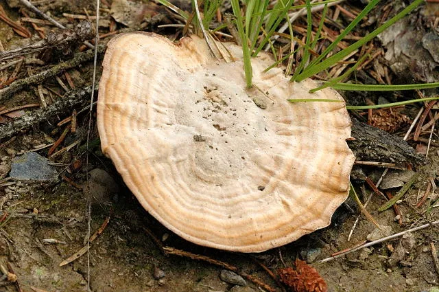 Сухлянка дворічна (Coltricia perennis)