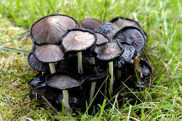 Гнойовик чорнильний (Coprinopsis atramentaria)
