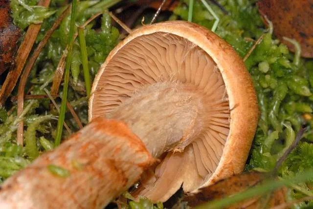 Павутинник облямований (Cortinarius armillatus)