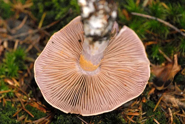 Павутинник камфорний (Cortinarius camphoratus)