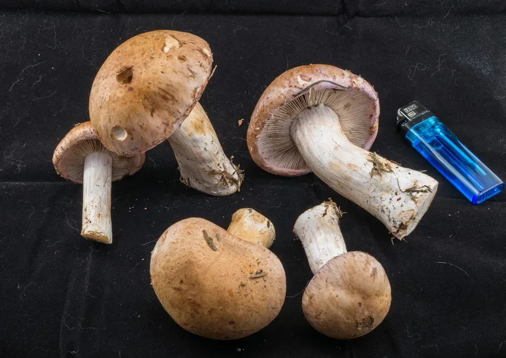 Павутинник їстівний (Cortinarius esculentus)