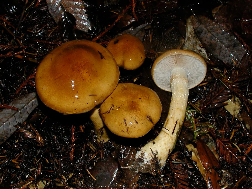 Павутинник каштановий слизький (Cortinarius mucosus)