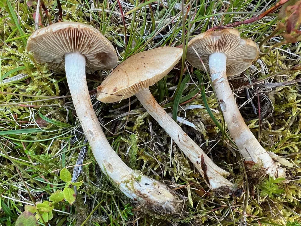 Печериця таблитчаста (Agaricus tabularis)