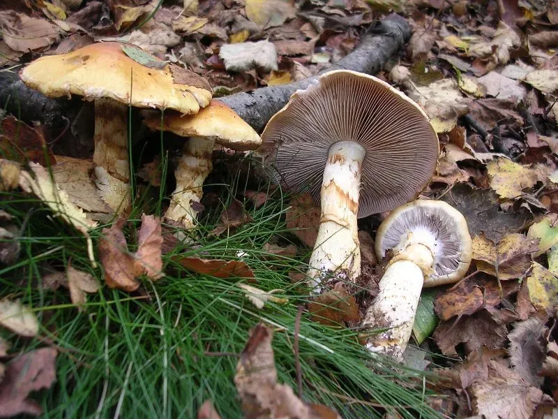 Павутинник тріумфальний (Cortinarius triumphans)