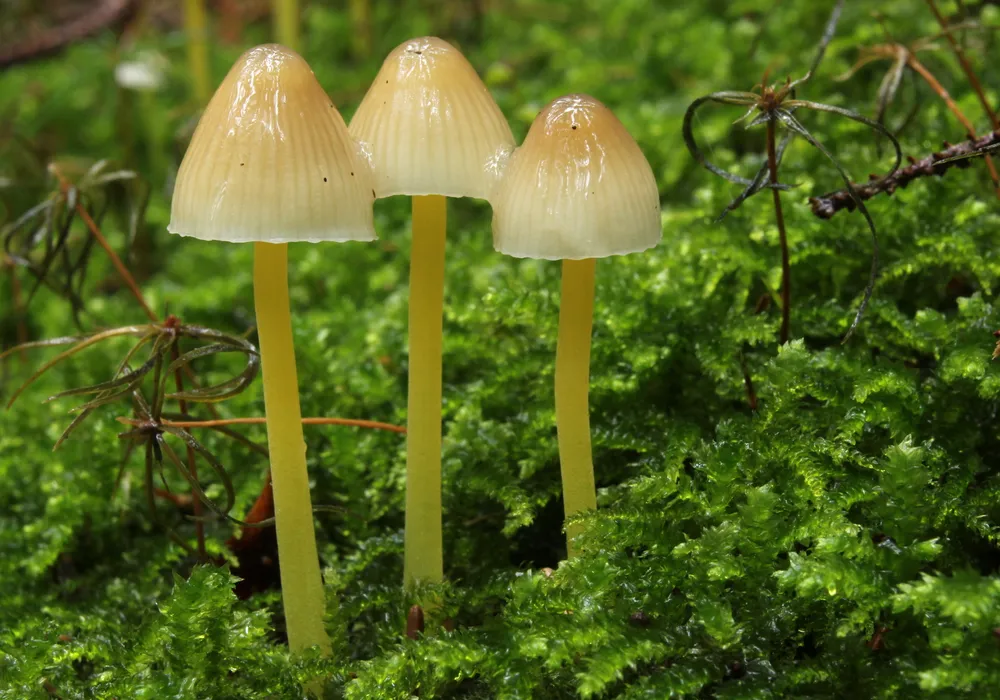 Міцена слизька (Mycena epipterygia)