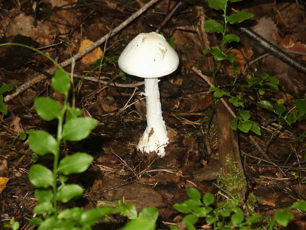 Мухомор білий смердючий (Amanita virosa)