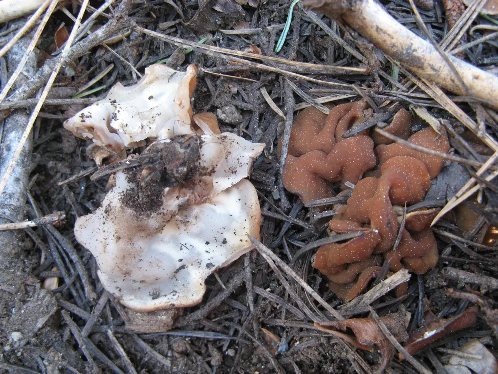 Дисцина щитоподібна (Discina ancilis)