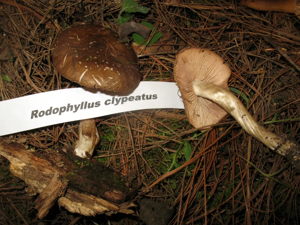 Ентолома садова їстівна (Entoloma clypeatum)