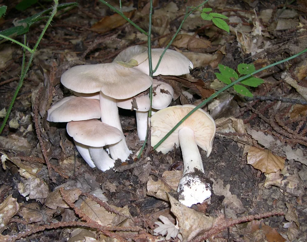 Ентолома жовтувато-сиза отруйна (Entoloma sinuatum)