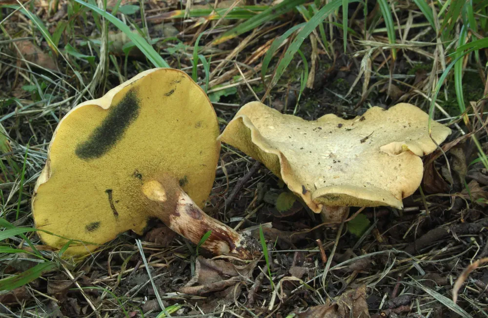 Підвільшанник (Gyrodon lividus)