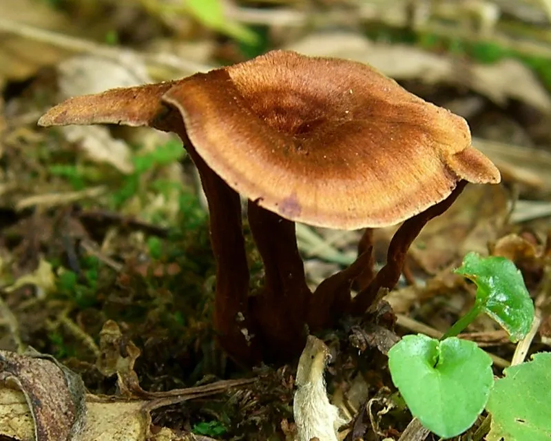 Сухлянка коричнева (Coltricia cinnamomea)