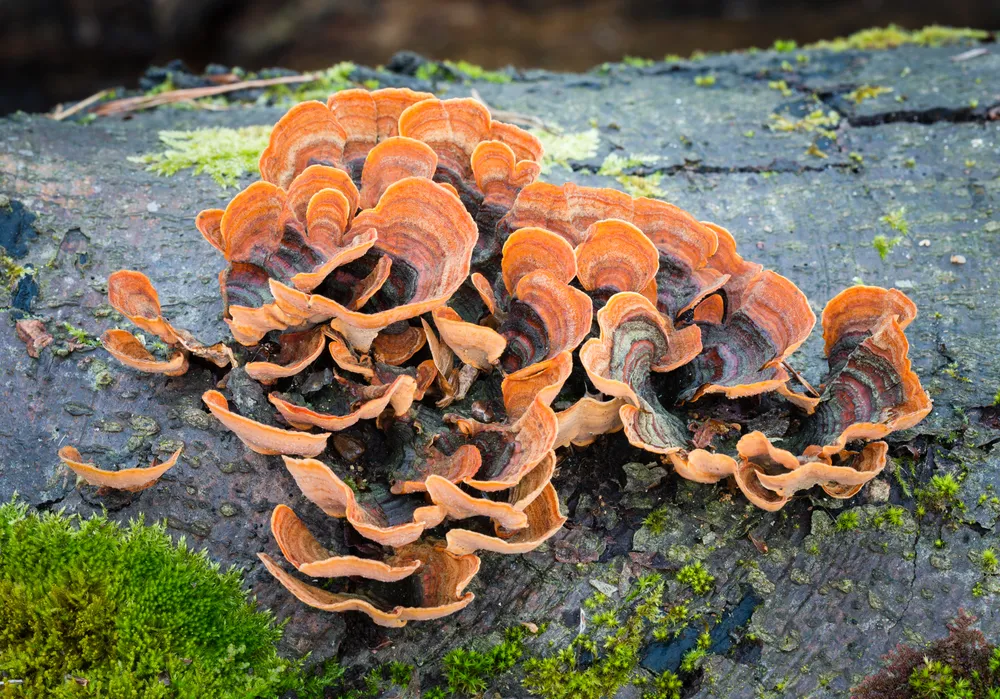 Стереум жорстковолосистий (Stereum hirsutum)