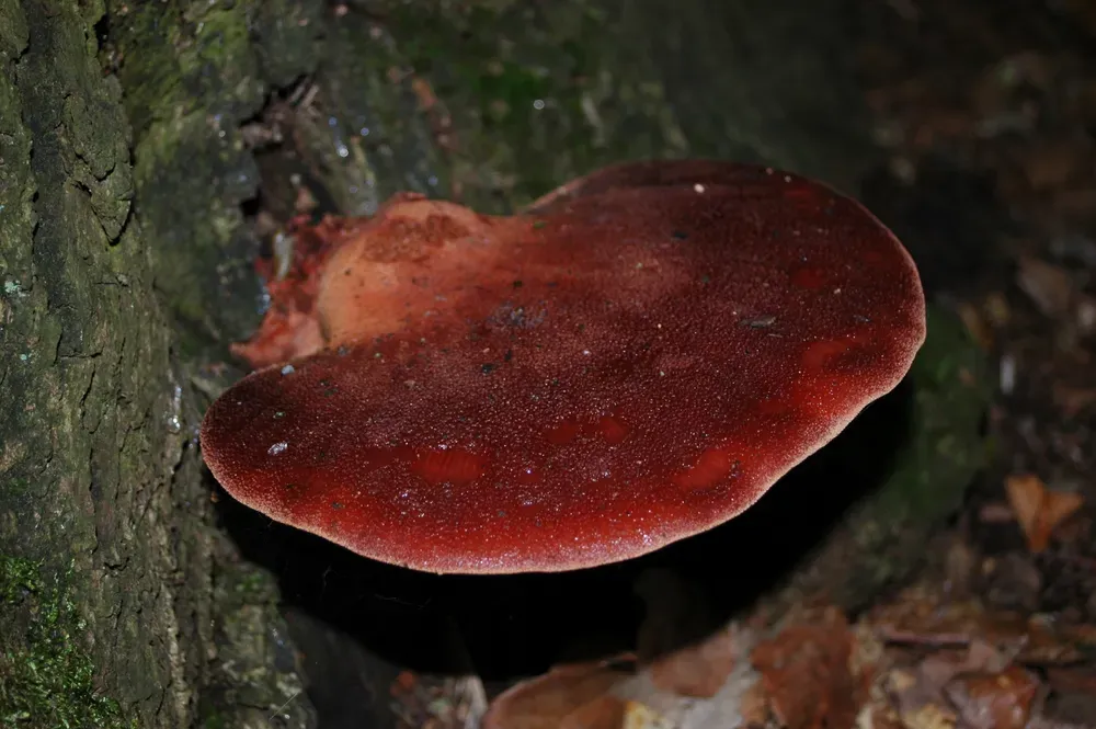 Печіночниця звичайна (грибна печінка) (Fistulina hepatica)