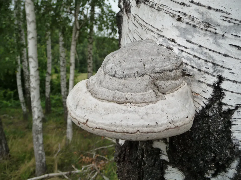 Трутовик справжній (Fomes fomentarius)