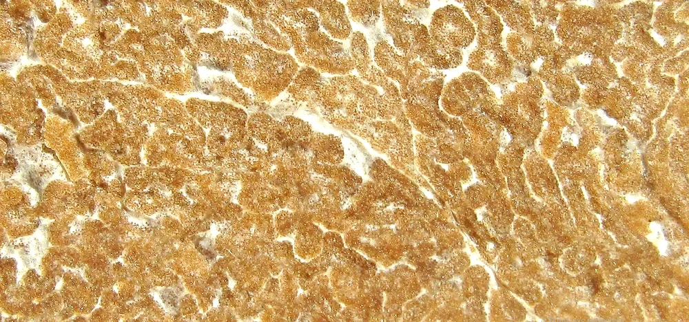 Трюфель їстівний (Tuber aestivum) — розріз з мармуровою глебою