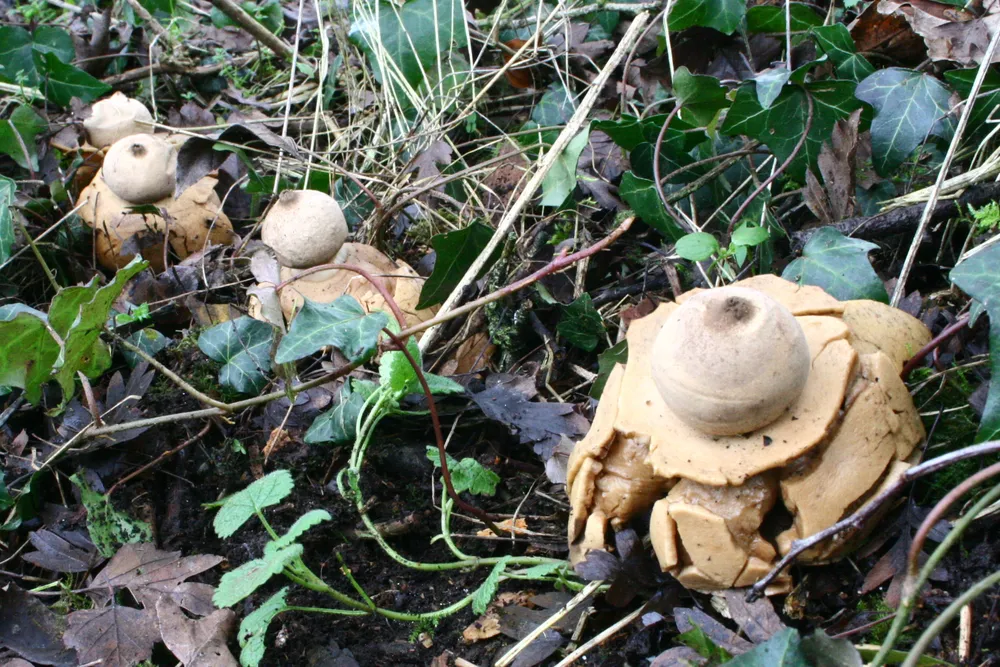 Зірковик потрійний (Geastrum triplex)
