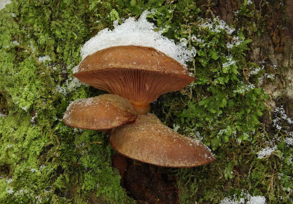 Глива пізня (Panellus serotinus)