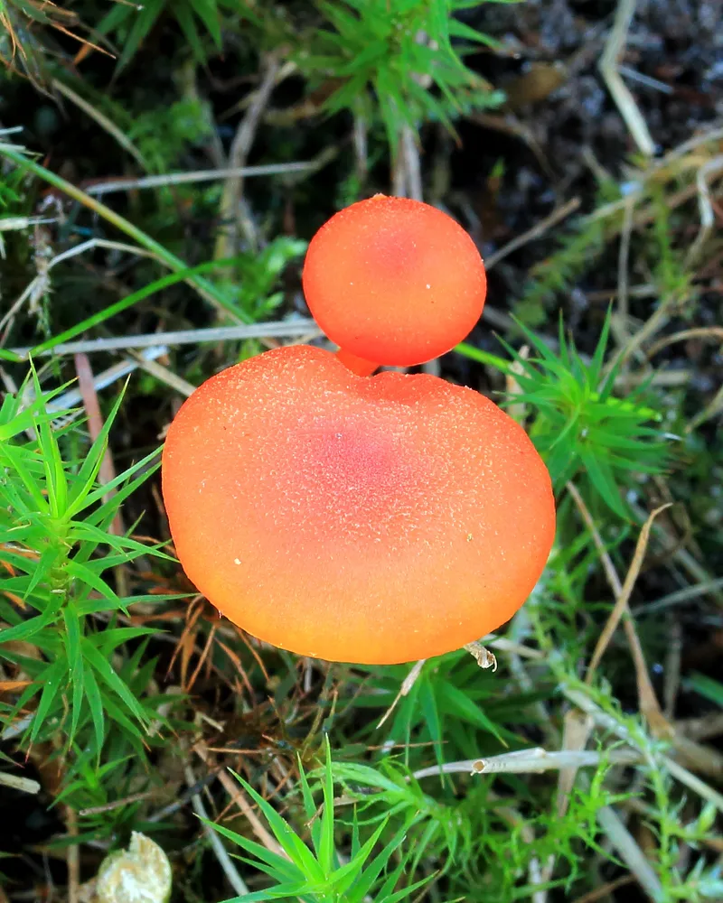 Гігроцибе матово-червона (Hygrocybe miniata)